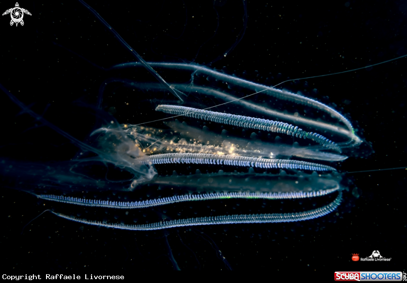 A Tunicate