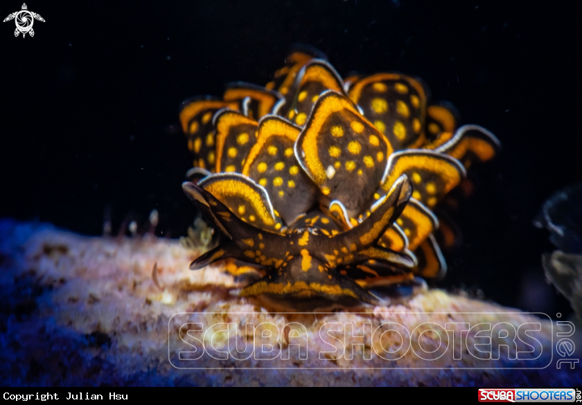 A Cyerce nigricans