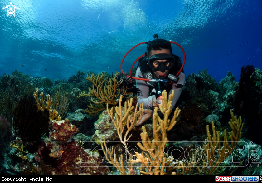 A coral reef