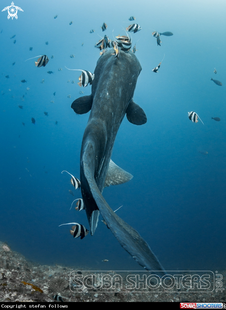 A  Bump-Head Sunfish