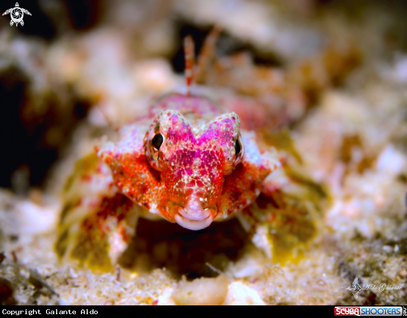 A Morrison's dragonet. 