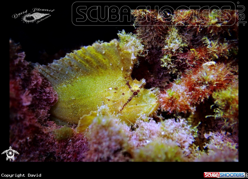A Leaf Fish