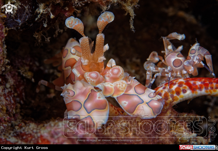 A Harlequin Shrimp