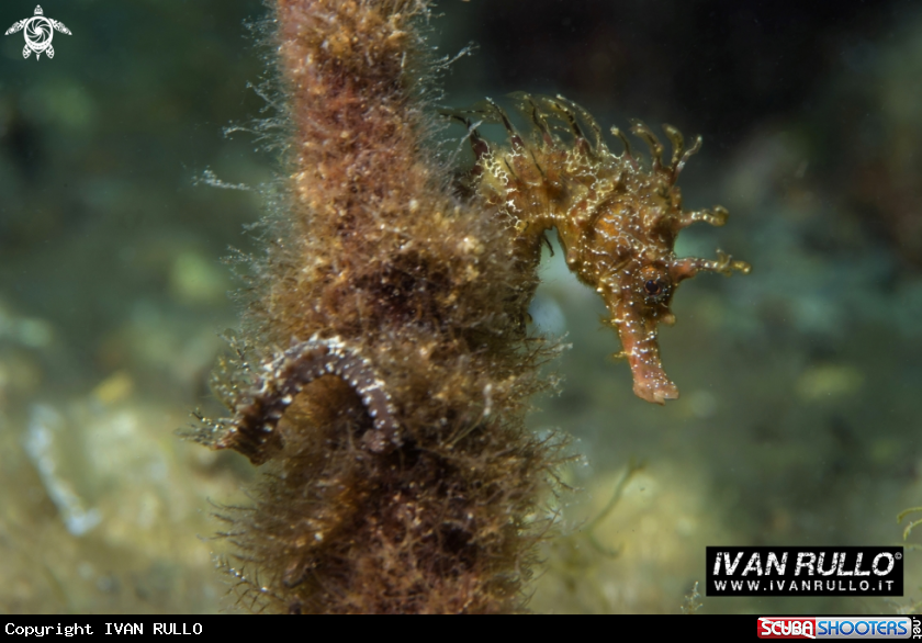 A Hippocampus guttulatus