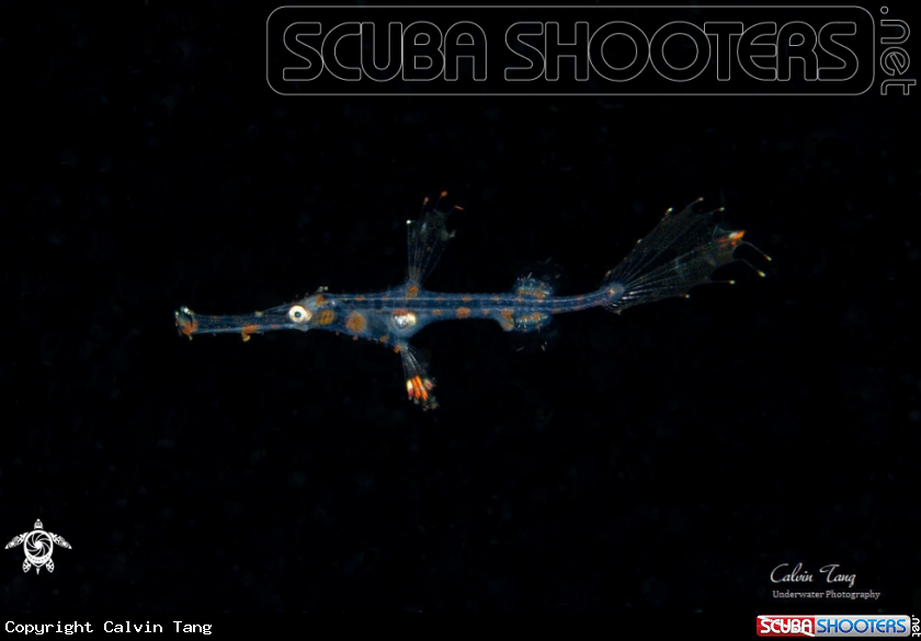 A Juvenile ghost pipefish