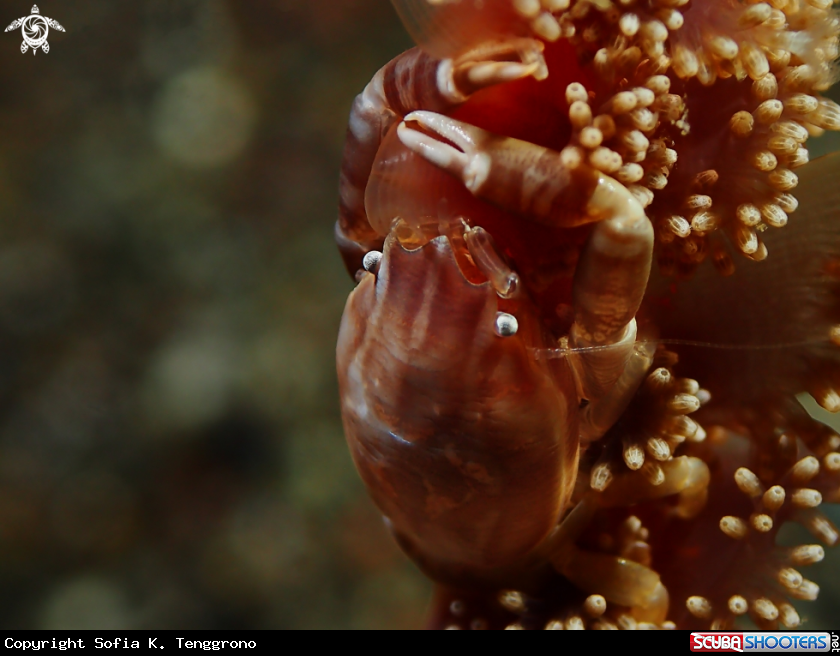 A porcelain crab