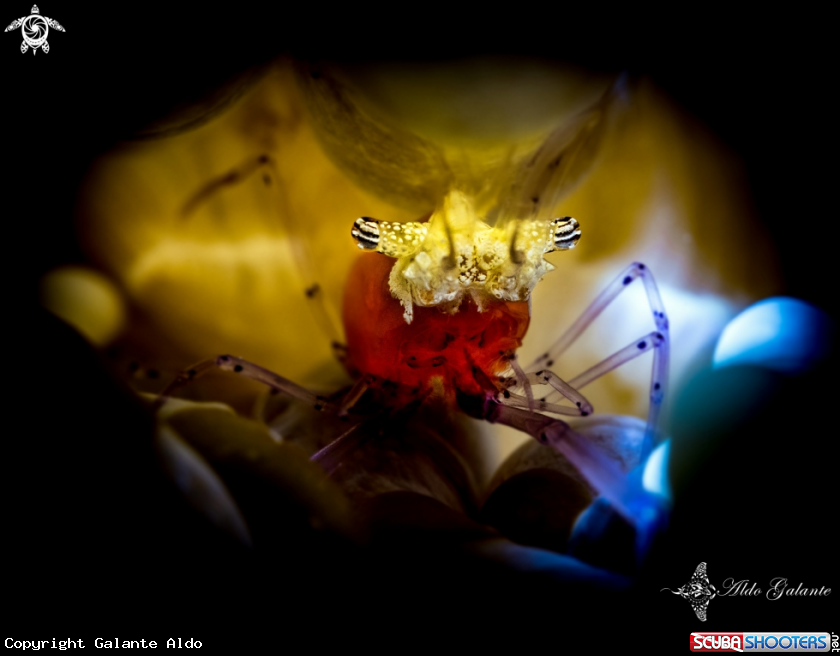A Mushroom Coral Shrimp