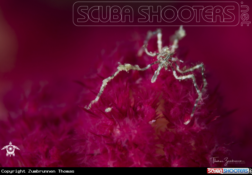 A Spider