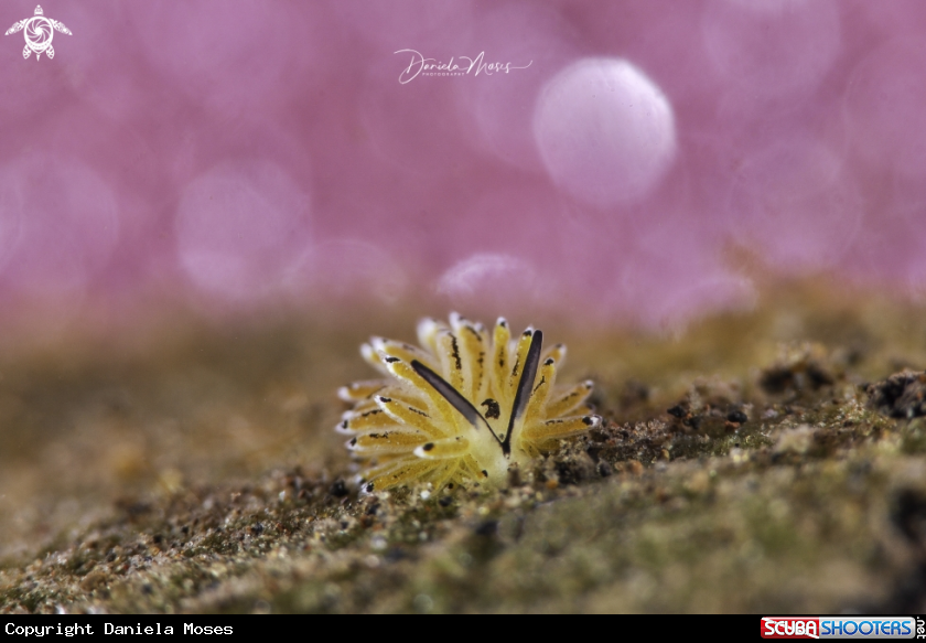 A Banana Nudi