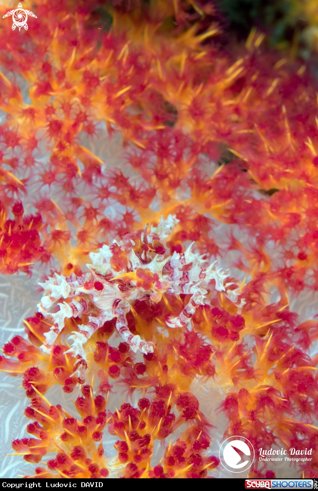 A Soft Coral Crab