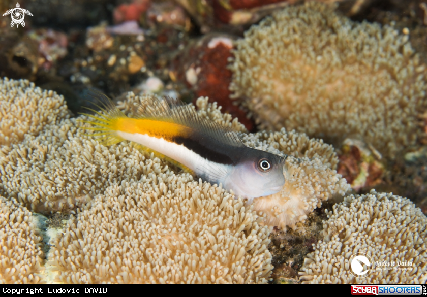 A Bicolor Blenny
