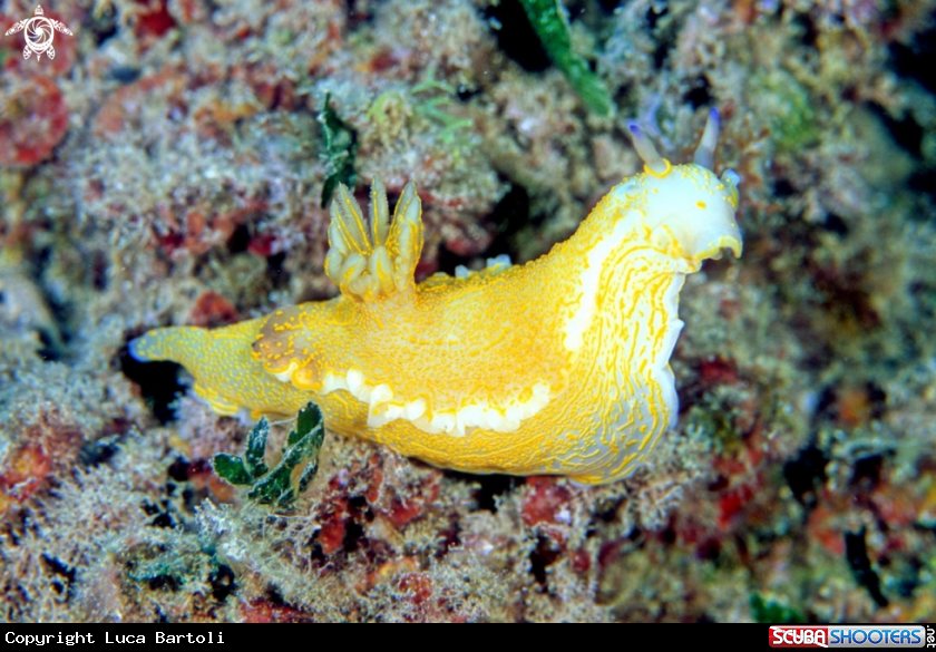 A nudibranch