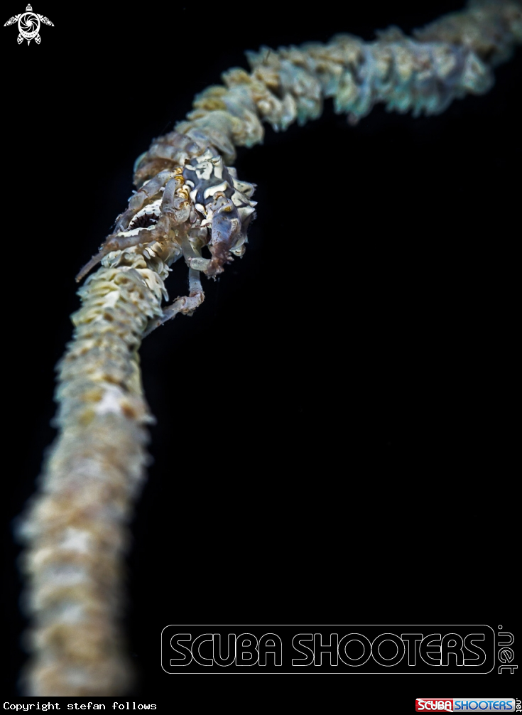 A Xeno Crab 
