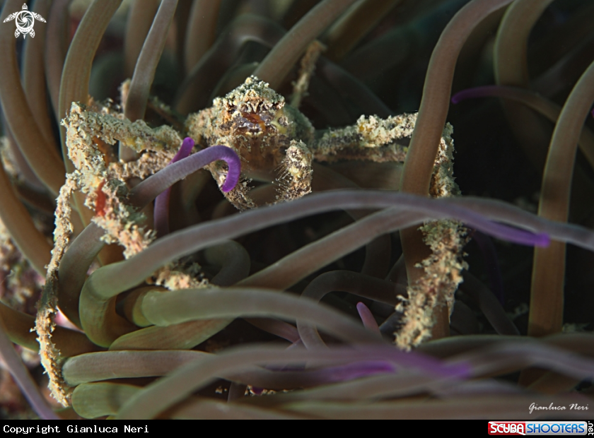A Granchio ragno dell'anemone