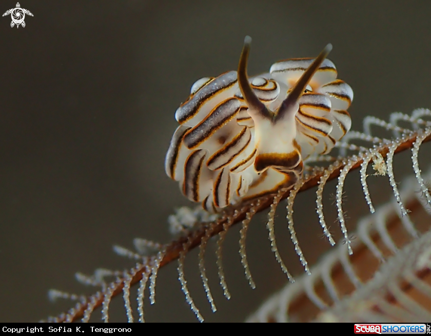 A Nudibranch