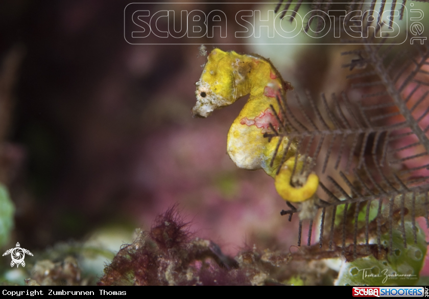 A Pygmi Seahorses Pontohi 