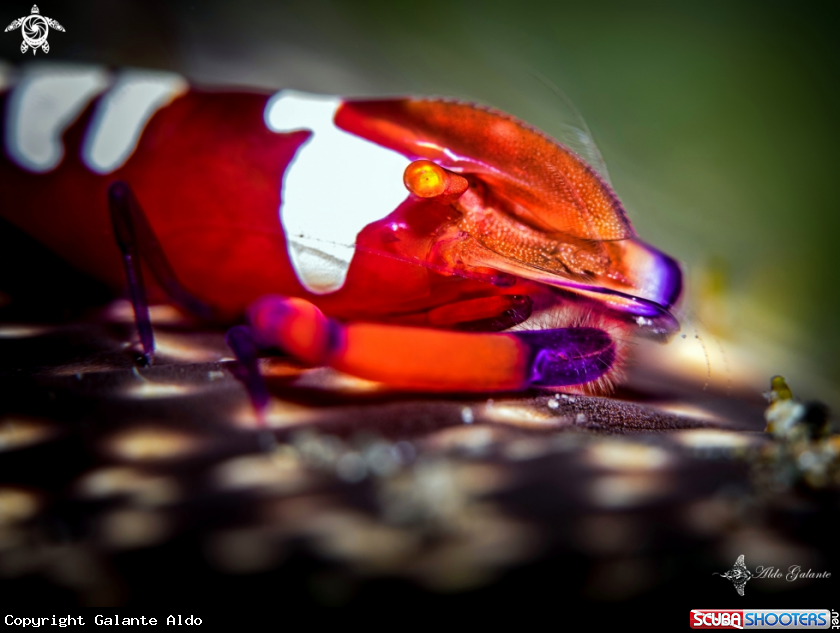 A Emperor Shrimp