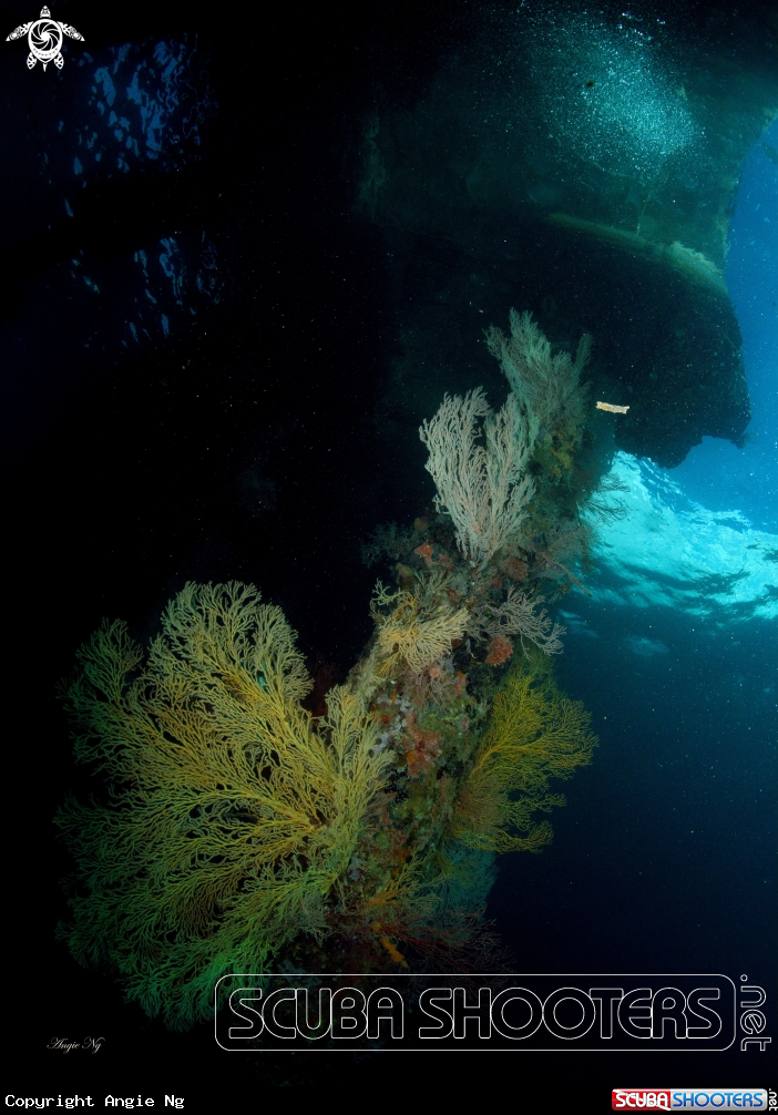 A Sea Fans