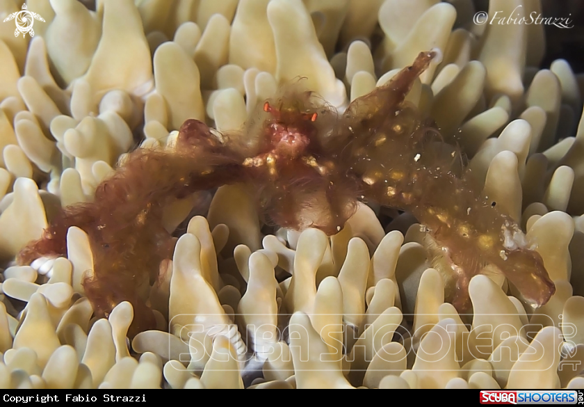 A Uran Utan Crab