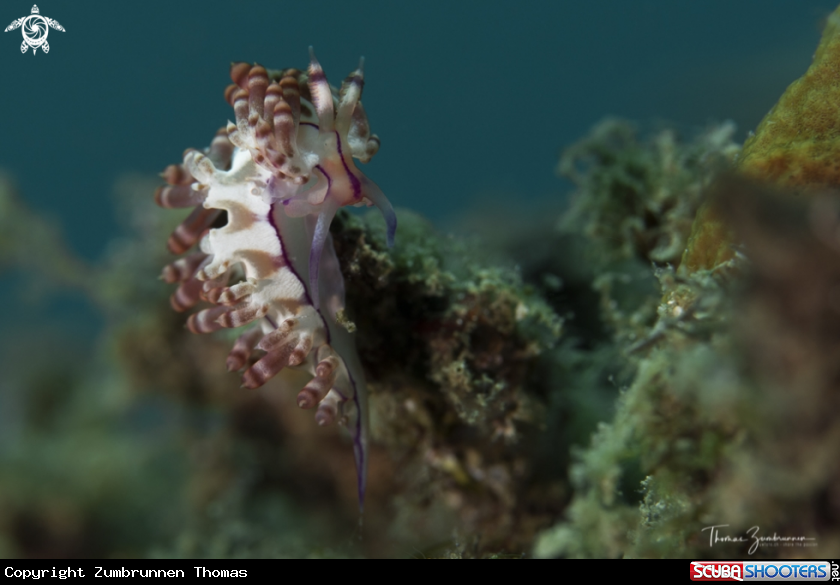 A Nudibranch 
