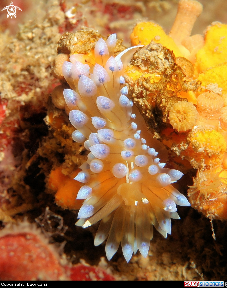 A Antiopellas cristata