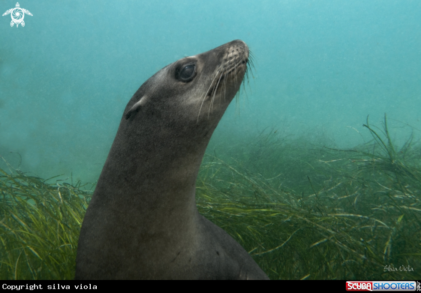 A California Sea Lion