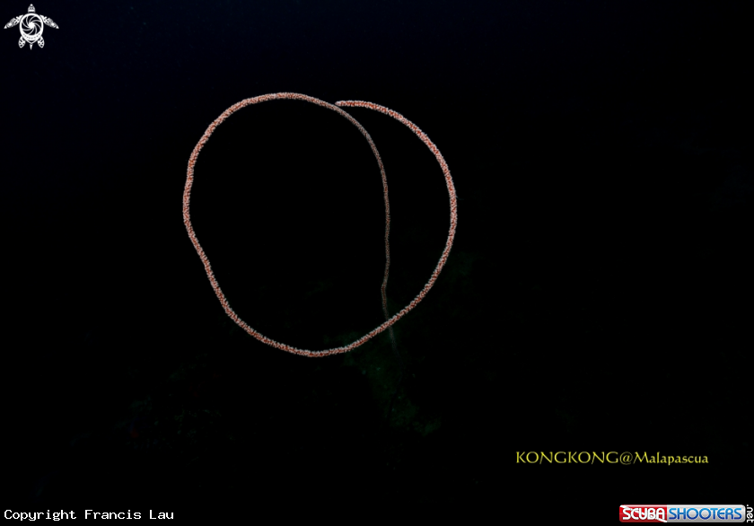 A Wire Coral