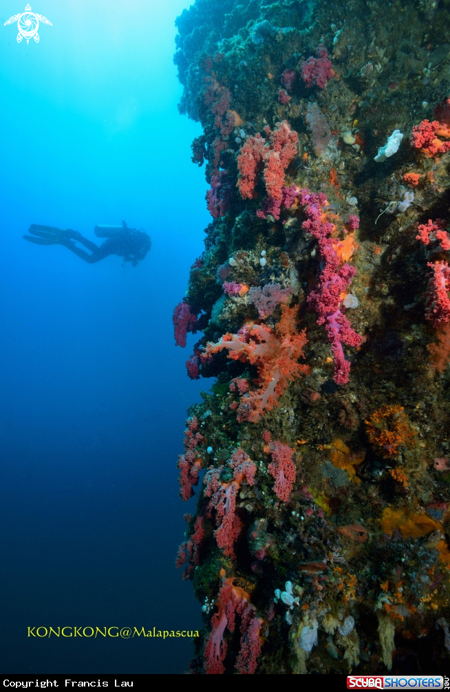 A Coral