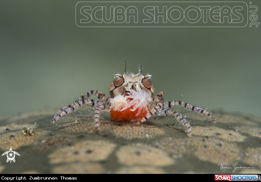 A Boxer Crab