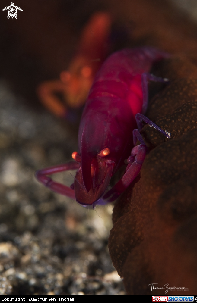 A Shrimp