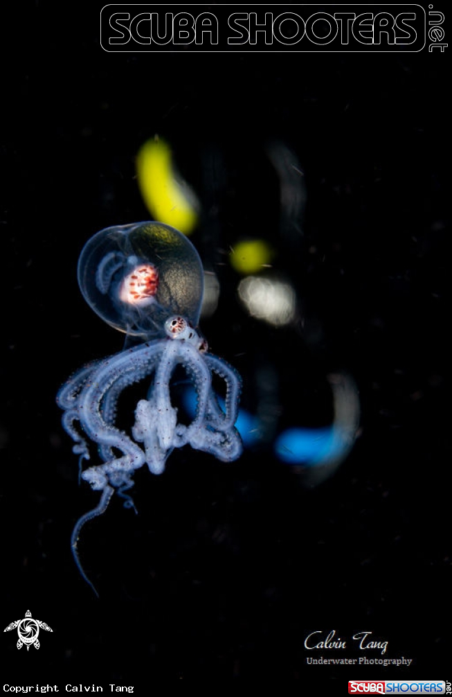 A Juvenile wunderpus
