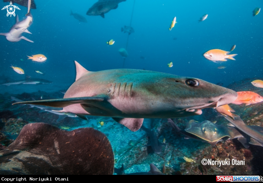 A Banded houndshark 