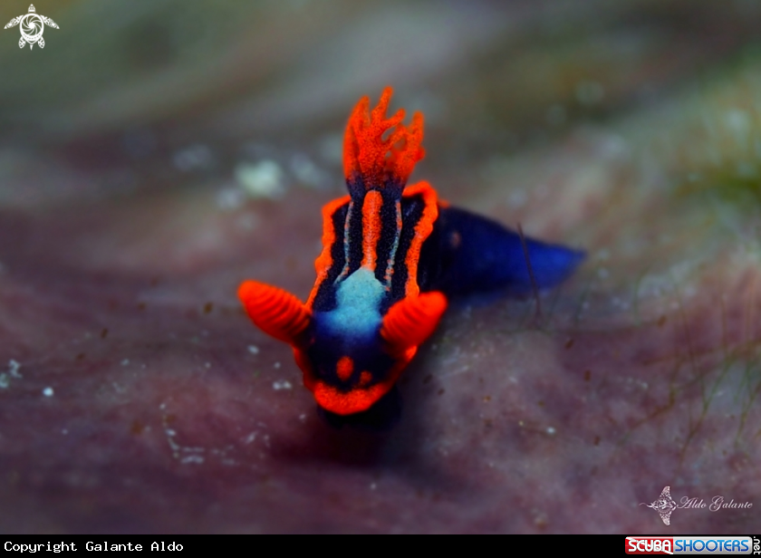 A Nudibranch