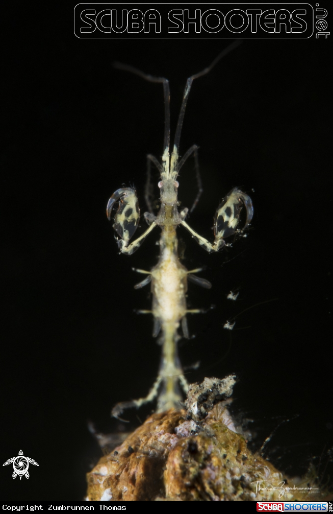 A Skeleton Shrimp
