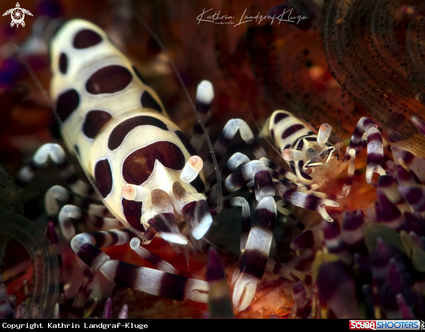 A Coleman shrimps