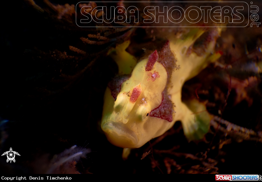 A FROGFISH