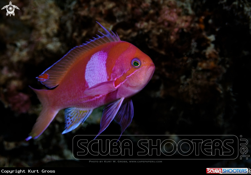 A Squarespot Anthias