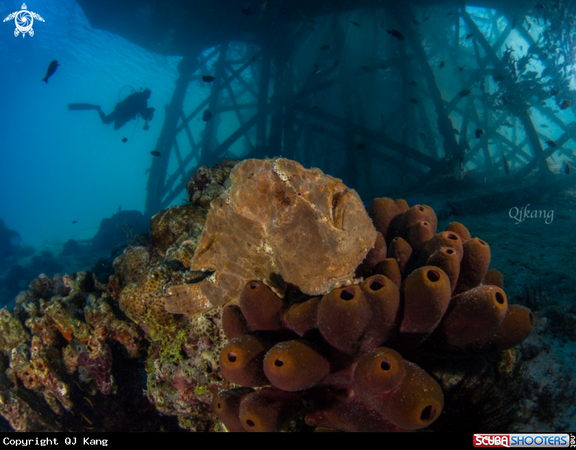 A Giant Frogfish