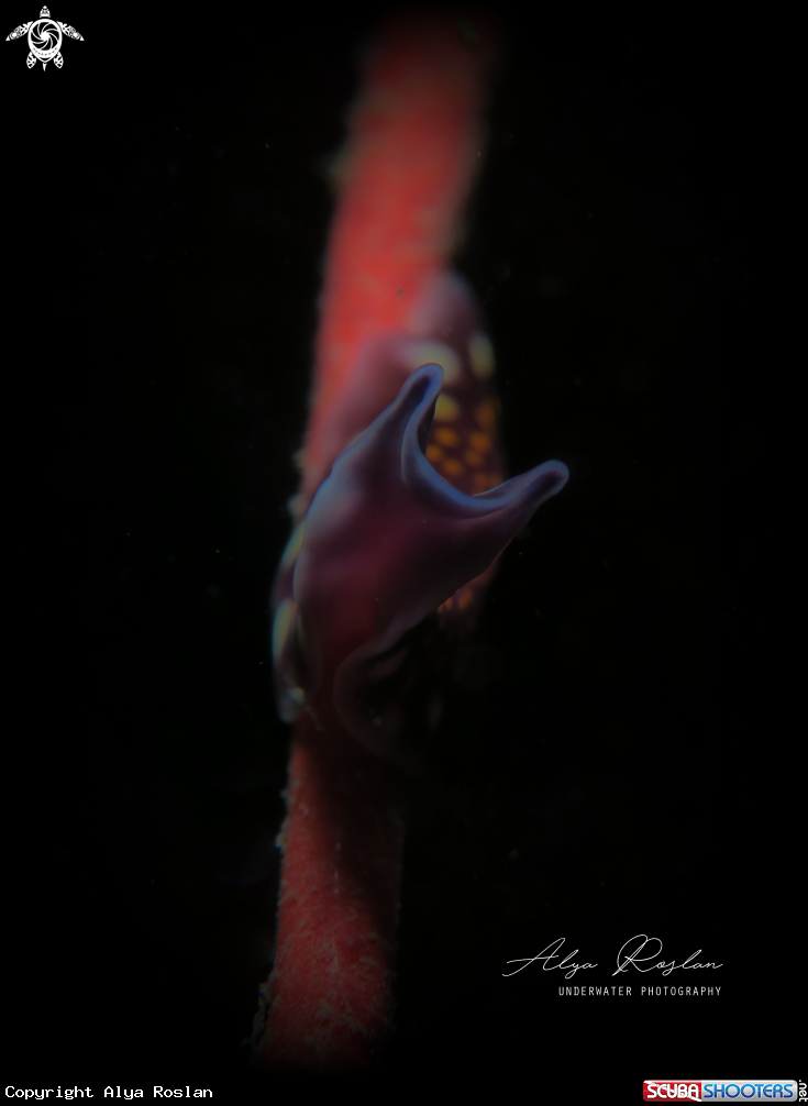 A Linda's flatworm