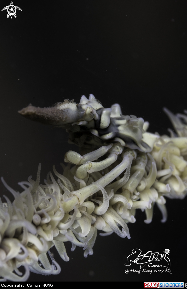 A Xeno Crab