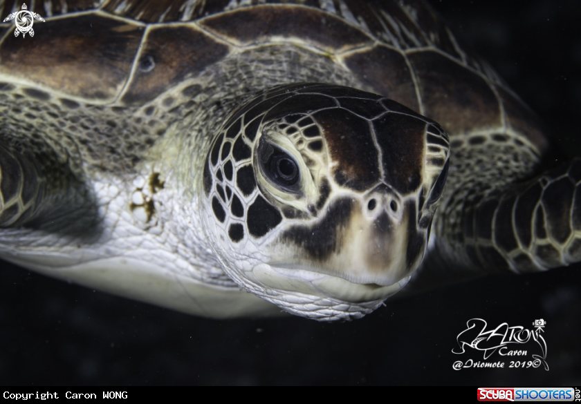 A Sea Turtle