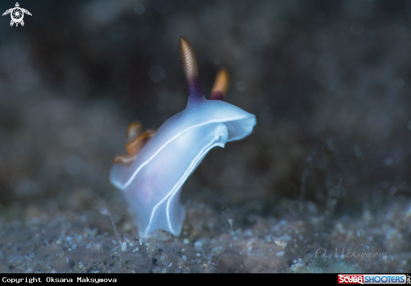 A Nudibranch Hypselodoris bullockii