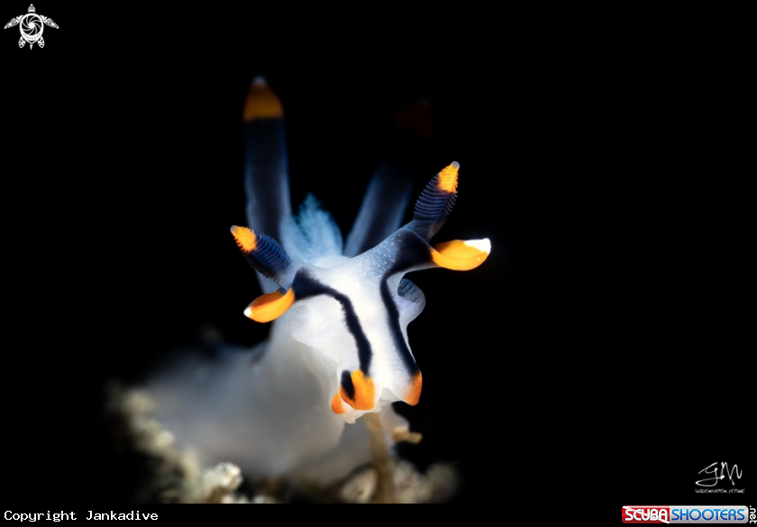 A Pikachu