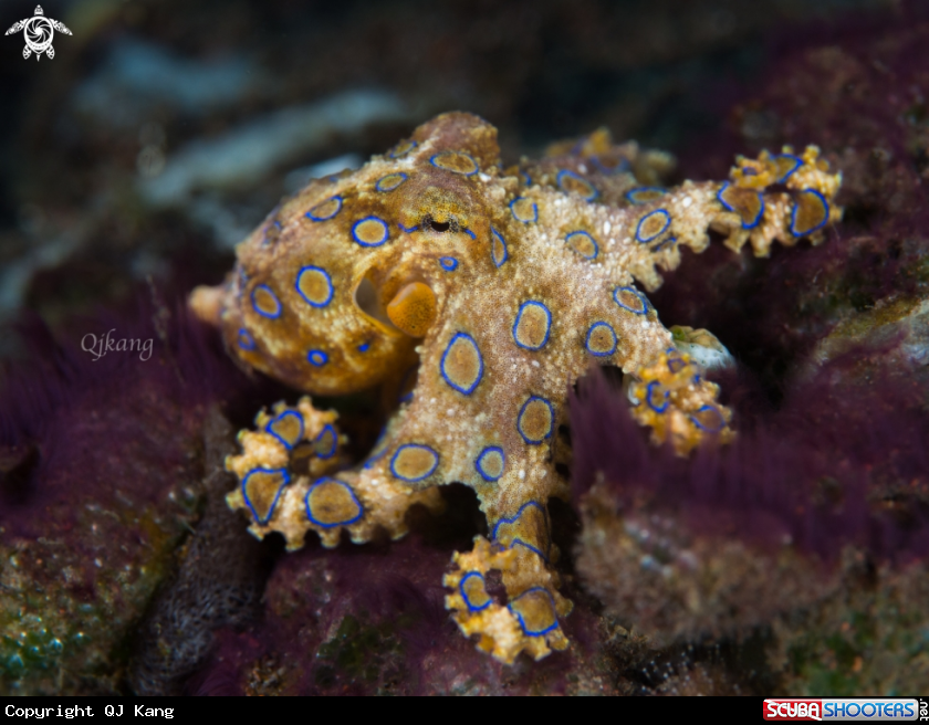A Bluering Octopus