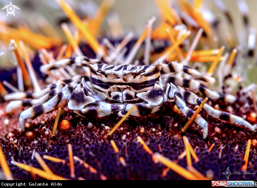 A Zebra Crab