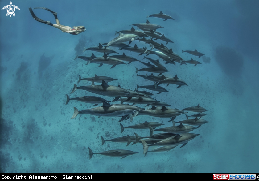 A DELFINI