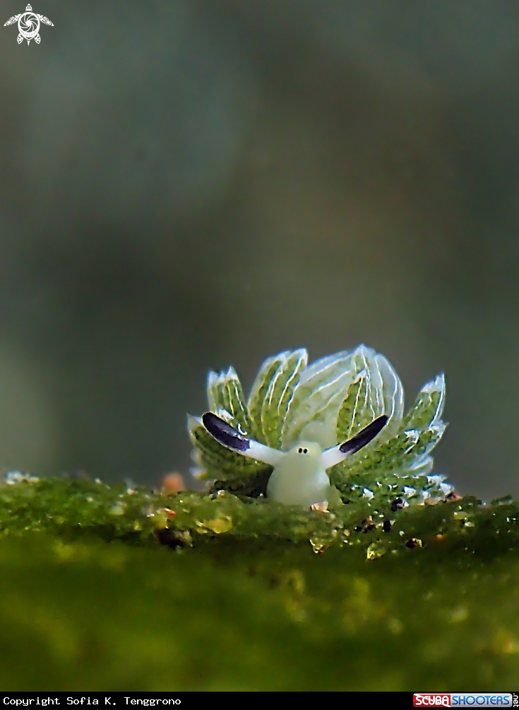 A Rabbit Costasiella