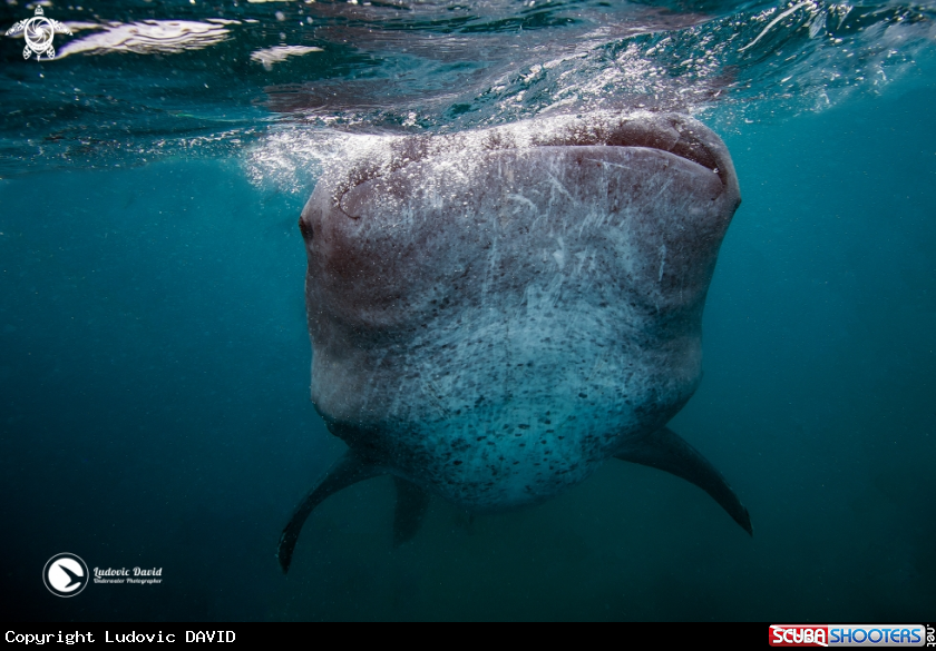 A Whale Shark