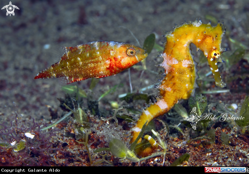 A Spiny Seahorse