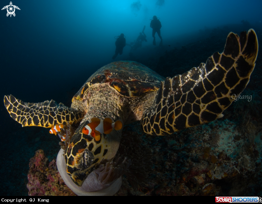 A Turtle